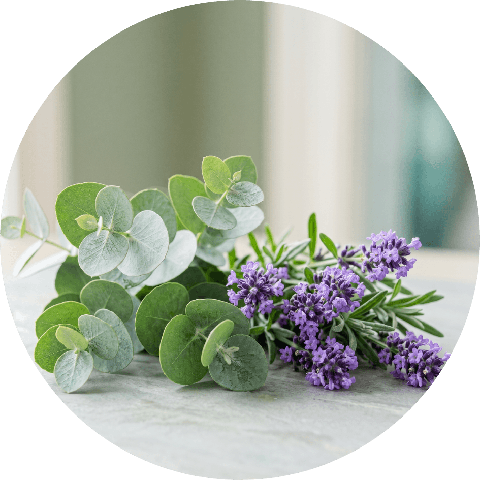 Aceites de eucalipto y lavanda